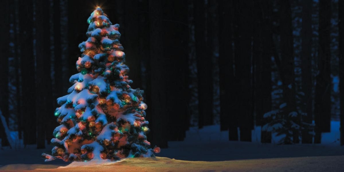 sapin de noel illuminé dans la nuit