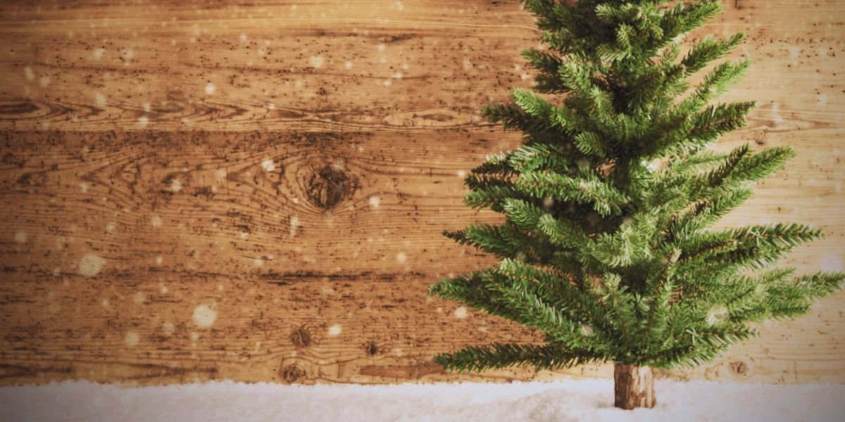 sapin devant fond boisé