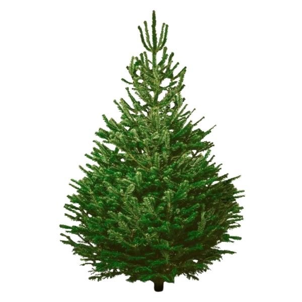 sapin nordmann 170cm sur fond blanc