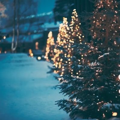 allée de sapins de noel illuminés